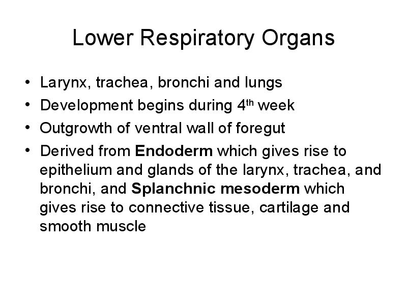 Lower Respiratory Organs